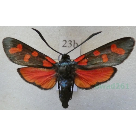 Zygaena transalpina (Esper, 1780) Kraśnik transalpejski Austria23b
